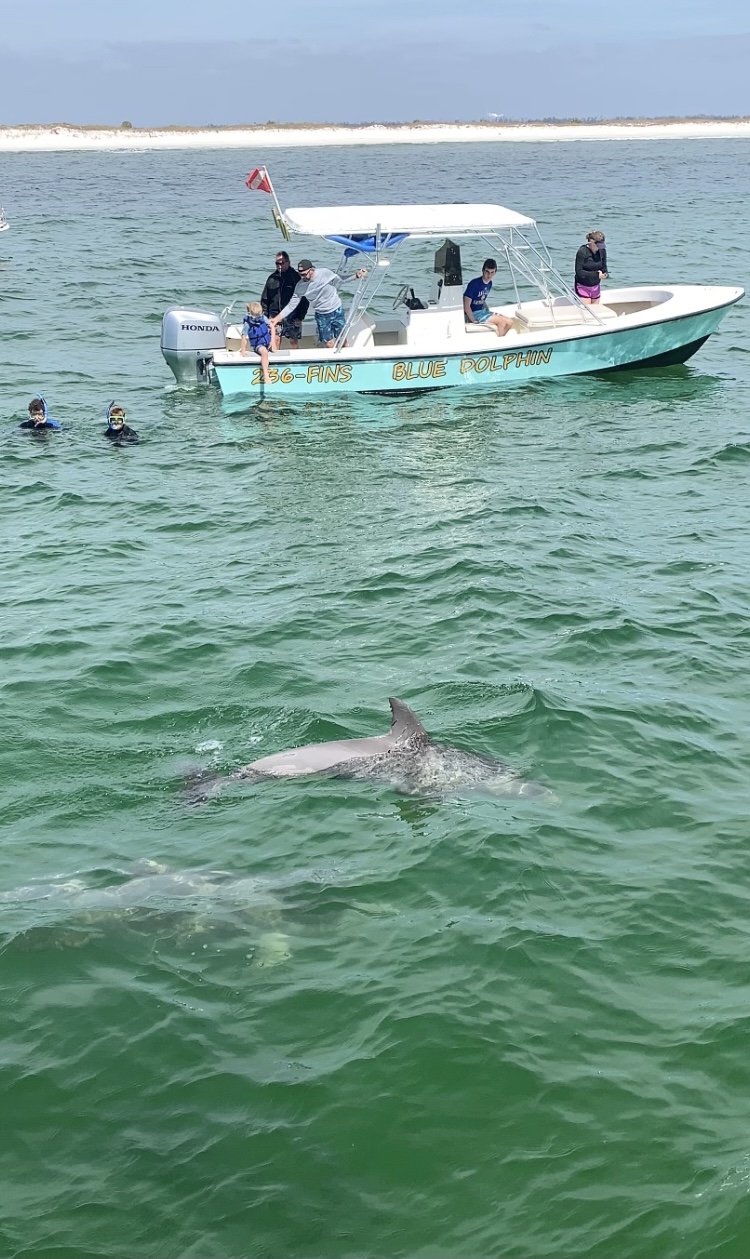 Come swim with the dolphins & go shelling at beautiful Shell Island ...